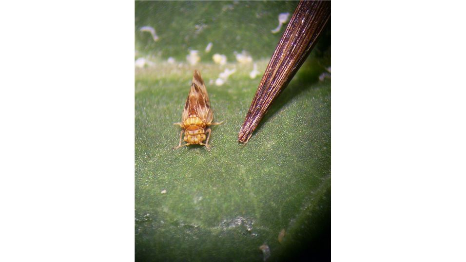 An Ai adult and brush